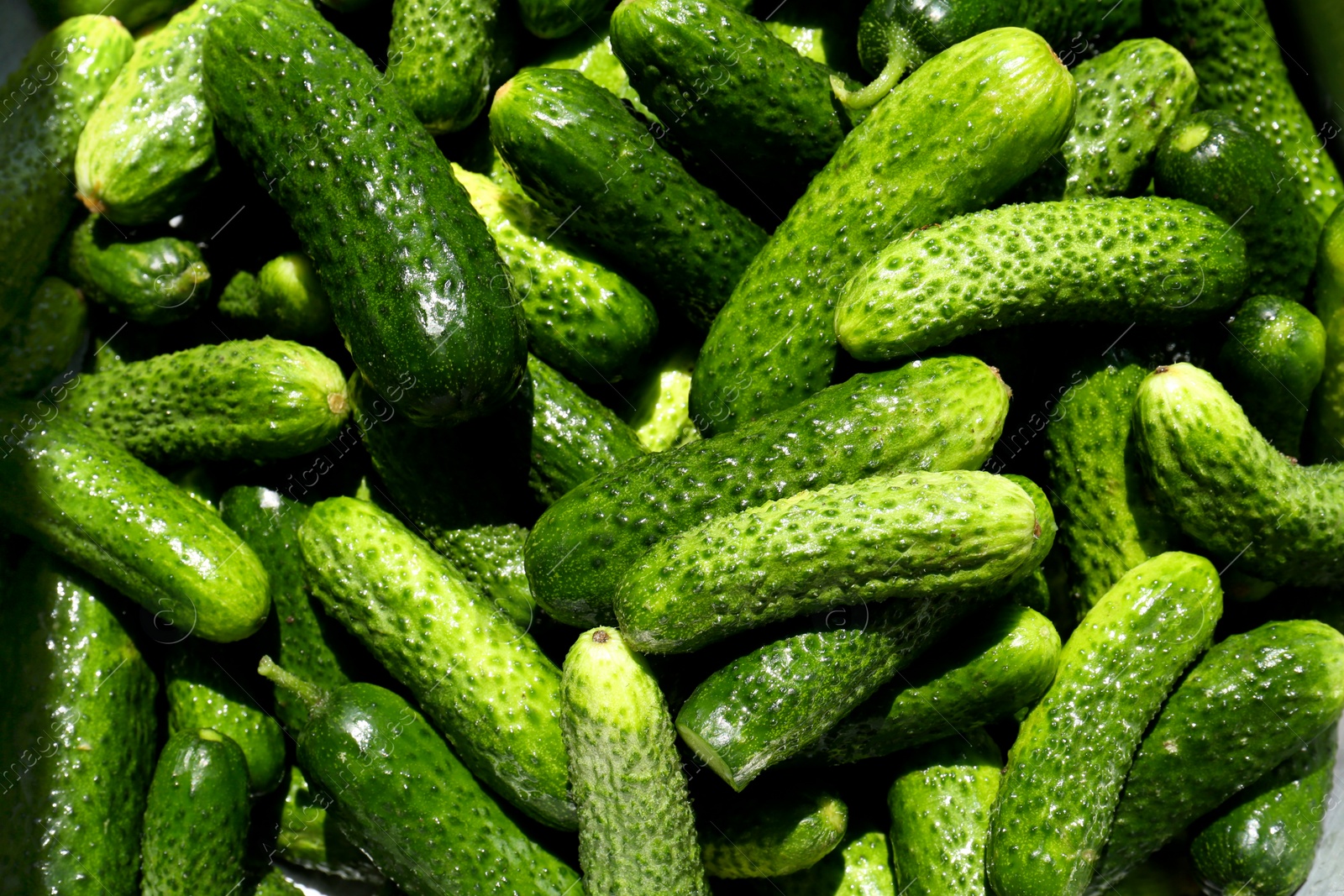 Photo of Many fresh ripe cucumbers as background, top view