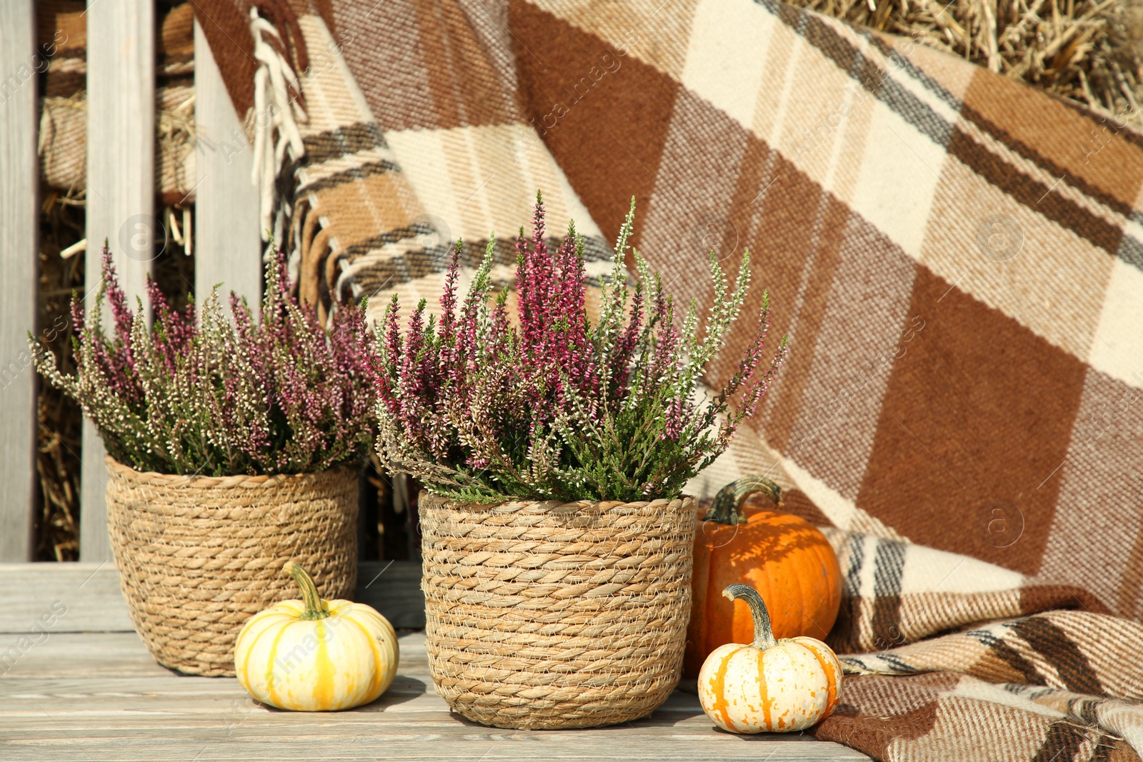 Photo of Beautiful composition with heather flowers in pots and pumpkins on wooden bench outdoors