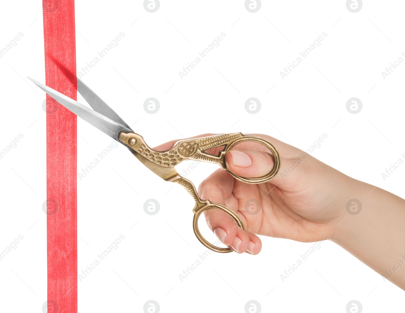Photo of Woman cutting ribbon with beautiful scissors on white background, closeup