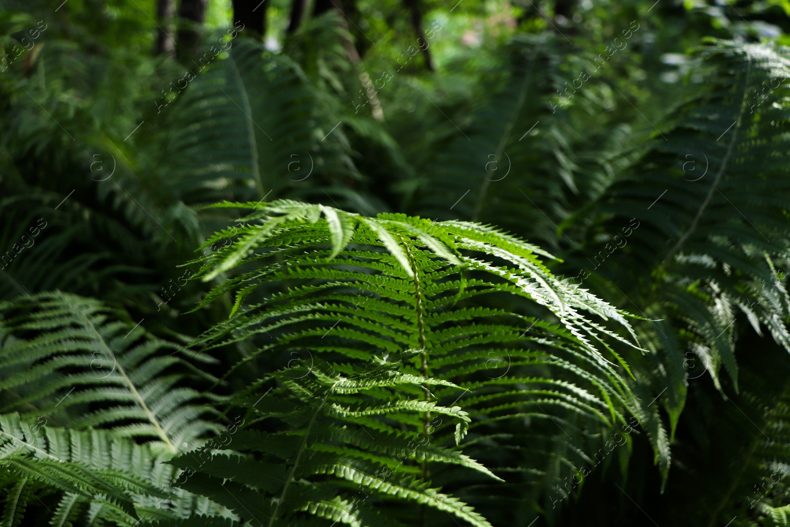 Photo of Beautiful fern with lush green leaves growing outdoors