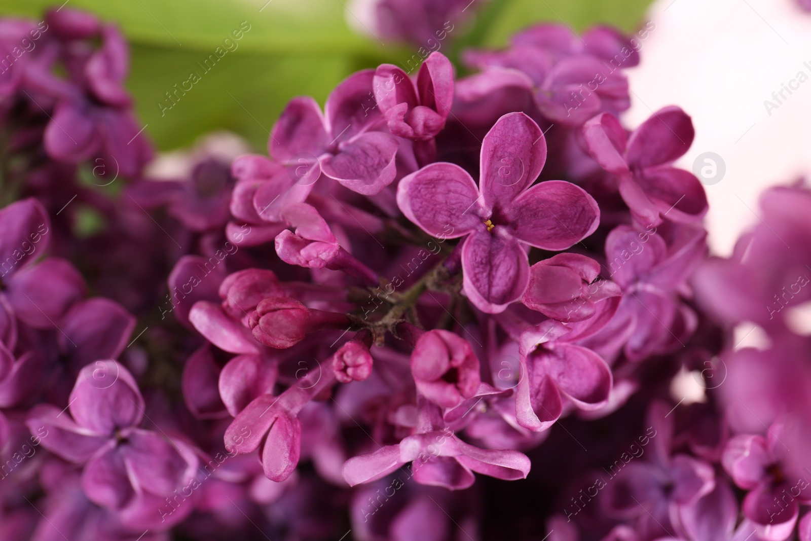 Photo of Closeup view of beautiful lilac flowers on blurred background