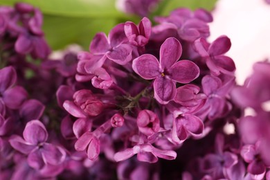 Photo of Closeup view of beautiful lilac flowers on blurred background