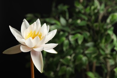 Photo of Beautiful white lotus flower and blurred green plant on background. Space for text