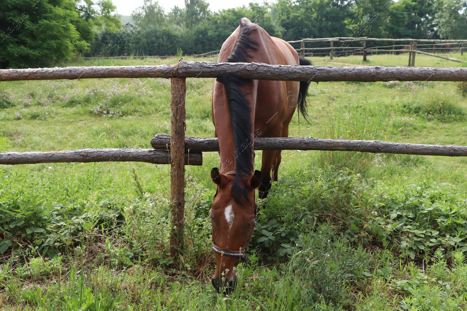 Photo of Beautiful horse grazing on green grass in paddock outdoors