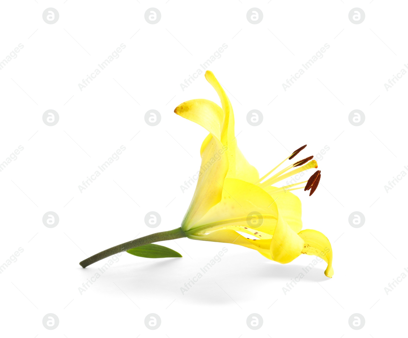 Photo of Beautiful blooming lily flower on white background