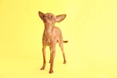 Photo of Cute toy terrier on color background, space for text. Domestic dog