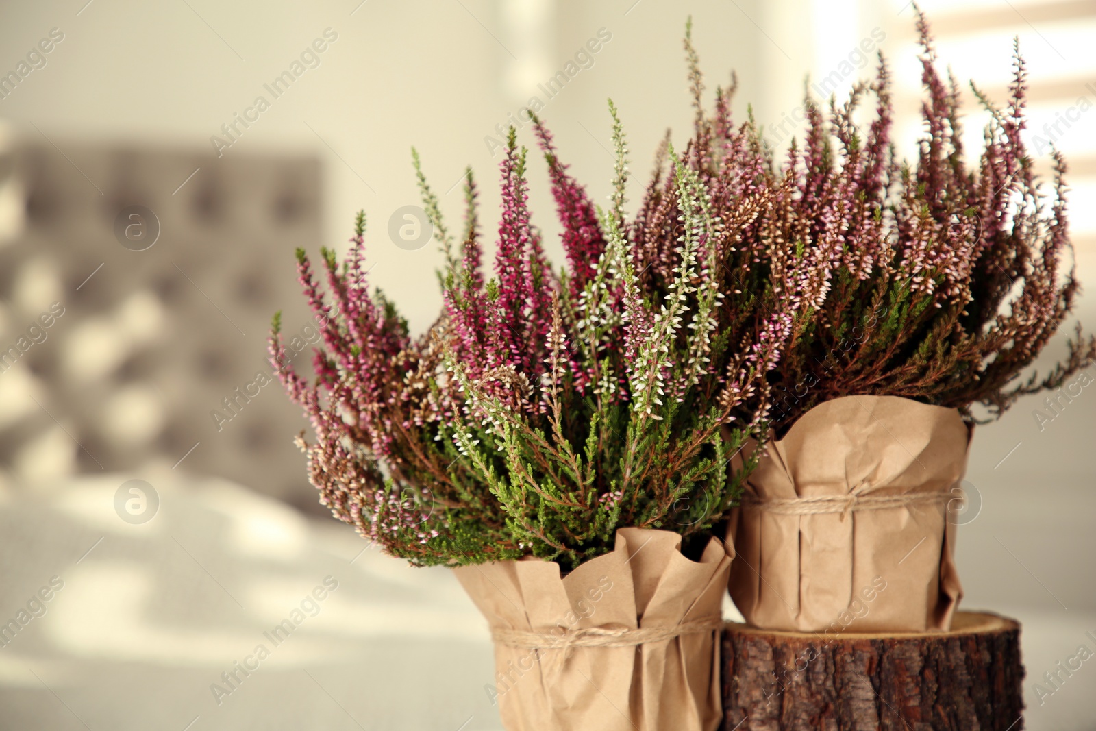 Photo of Beautiful heather flowers in pots against blurred background, closeup