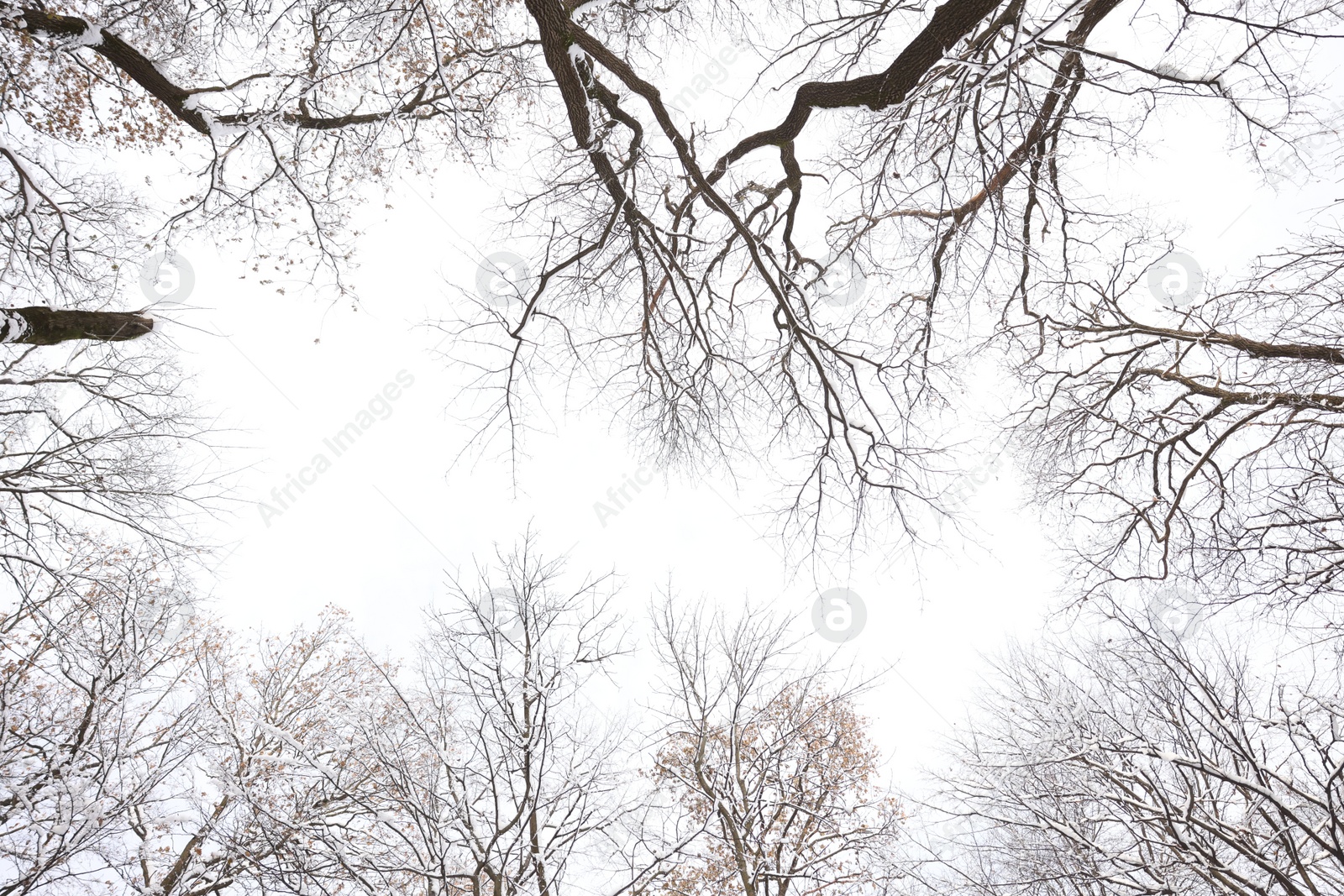 Photo of Trees covered with snow in winter park, bottom view