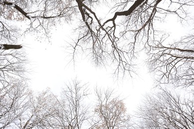 Photo of Trees covered with snow in winter park, bottom view