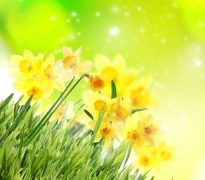 Image of Beautiful blooming yellow daffodils outdoors on sunny day