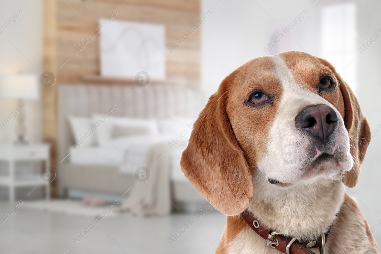 Image of Cute dog in bedroom, space for text. Pet friendly hotel