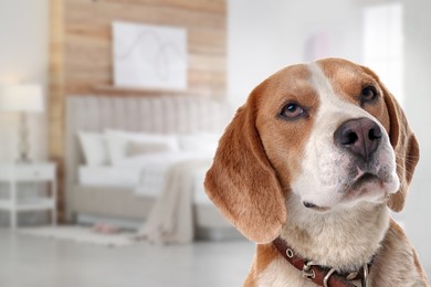 Cute dog in bedroom, space for text. Pet friendly hotel