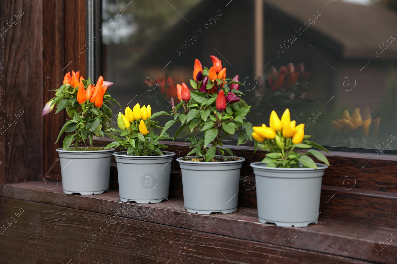 Photo of Capsicum Annuum plants. Many potted rainbow multicolor and yellow chili peppers near window outdoors