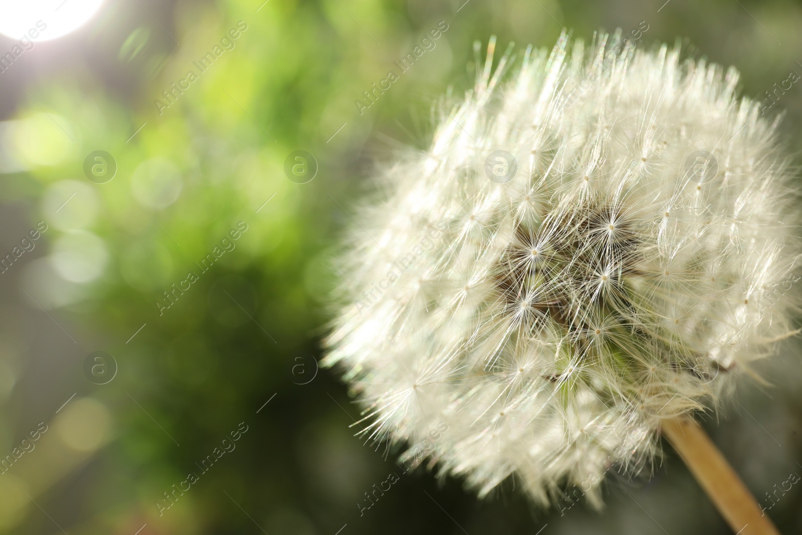 Photo of Beautiful dandelion flower on blurred green background, closeup. Space for text