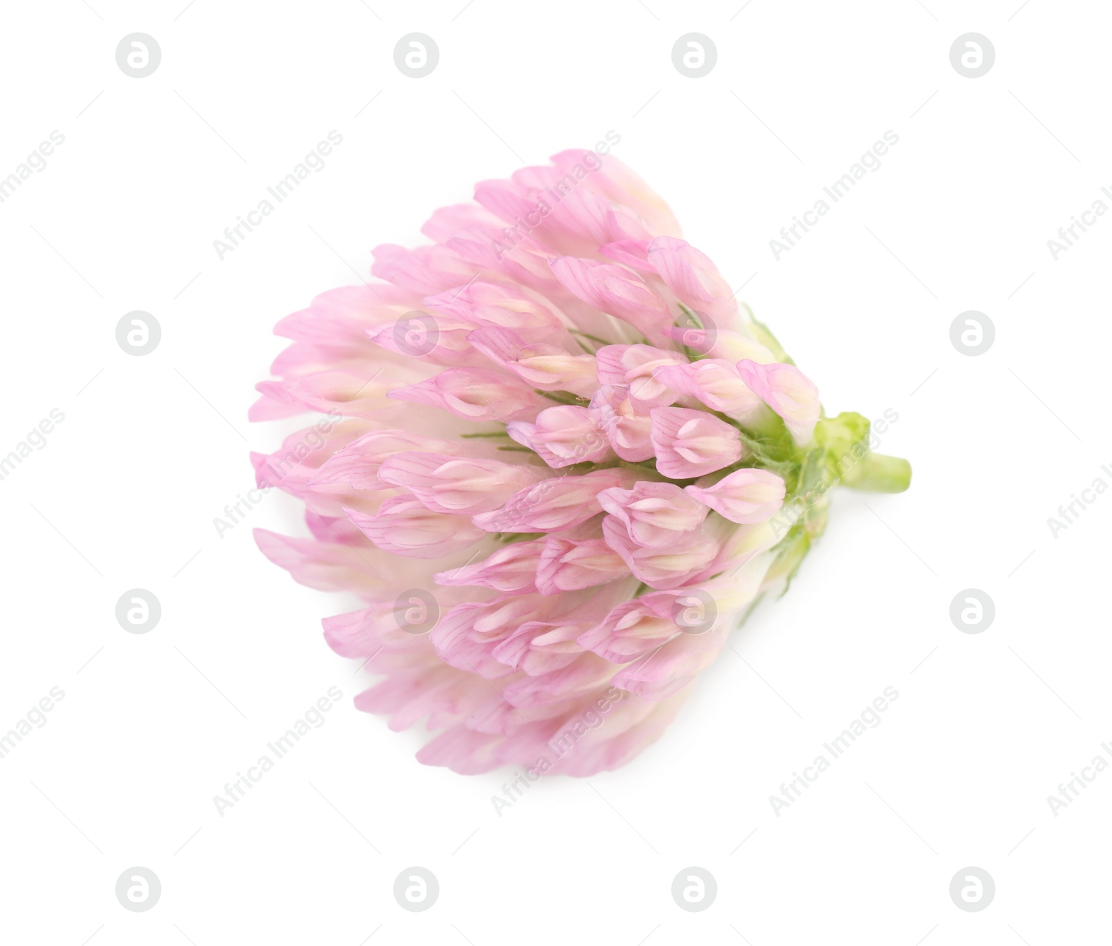 Photo of Beautiful blooming clover flower on white background