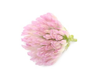 Photo of Beautiful blooming clover flower on white background