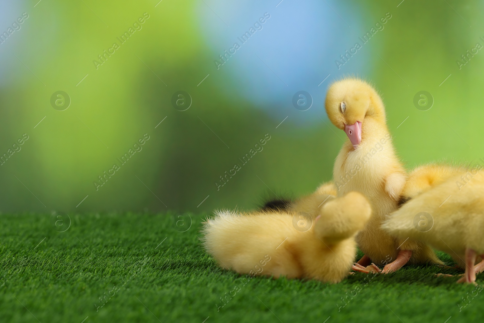 Photo of Cute fluffy ducklings on artificial grass against blurred background, space for text. Baby animals