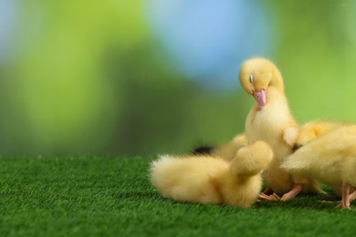 Photo of Cute fluffy ducklings on artificial grass against blurred background, space for text. Baby animals