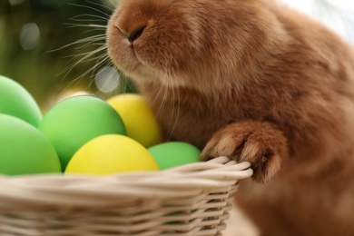 Photo of Cute bunny near basket with Easter eggs on blurred background, closeup