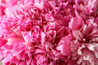 Photo of Fragrant peonies as background, closeup view. Beautiful spring flowers
