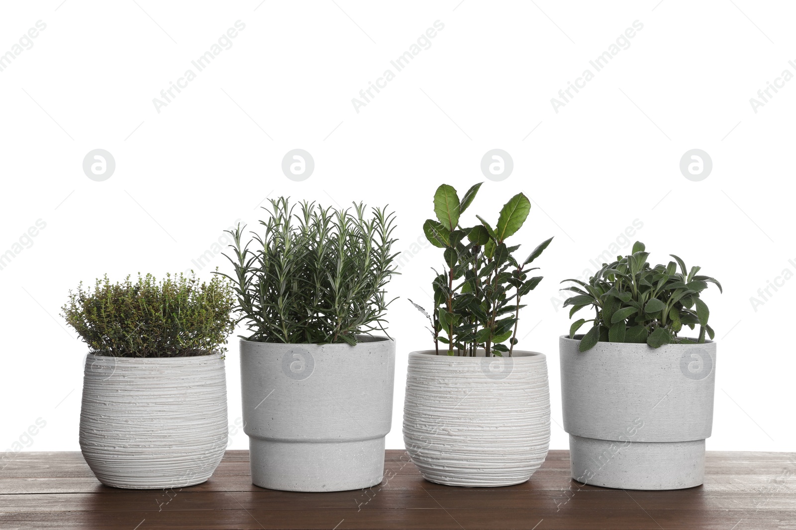 Photo of Pots with thyme, bay, sage and rosemary on wooden table against white background