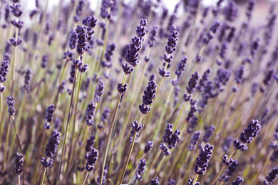 Beautiful lavender flowers growing in field, closeup