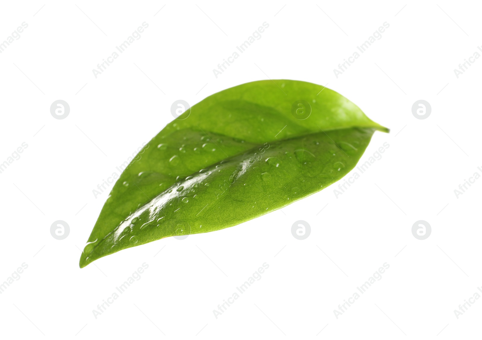 Photo of Fresh green coffee leaf with water drops isolated on white