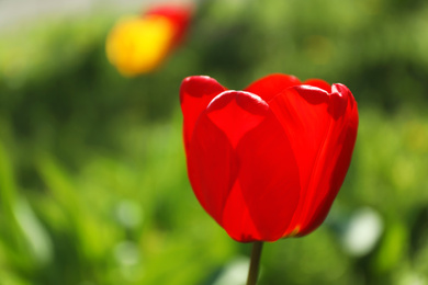 Photo of Blossoming tulips outdoors on sunny spring day