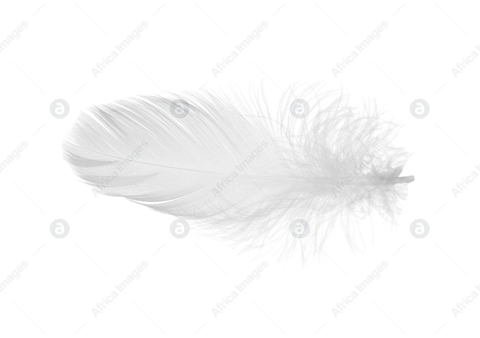 Photo of Beautiful fluffy bird feather isolated on white