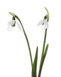 Photo of Beautiful snowdrops on white background. Spring flowers