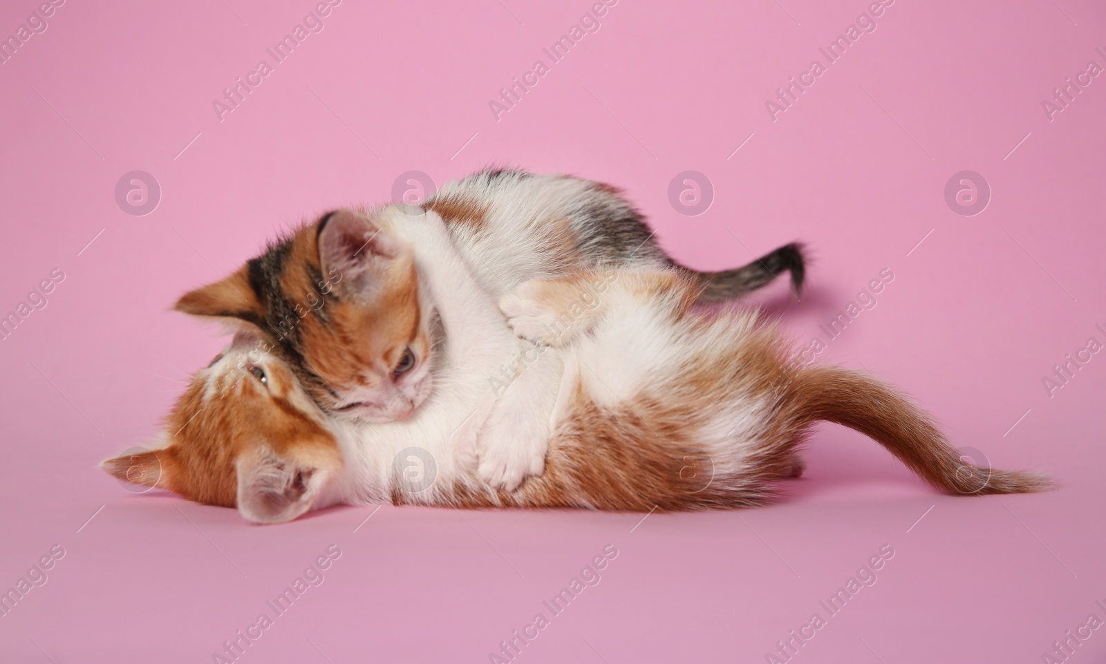 Photo of Cute little kittens playing on pink background. Baby animals