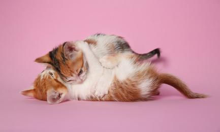 Photo of Cute little kittens playing on pink background. Baby animals