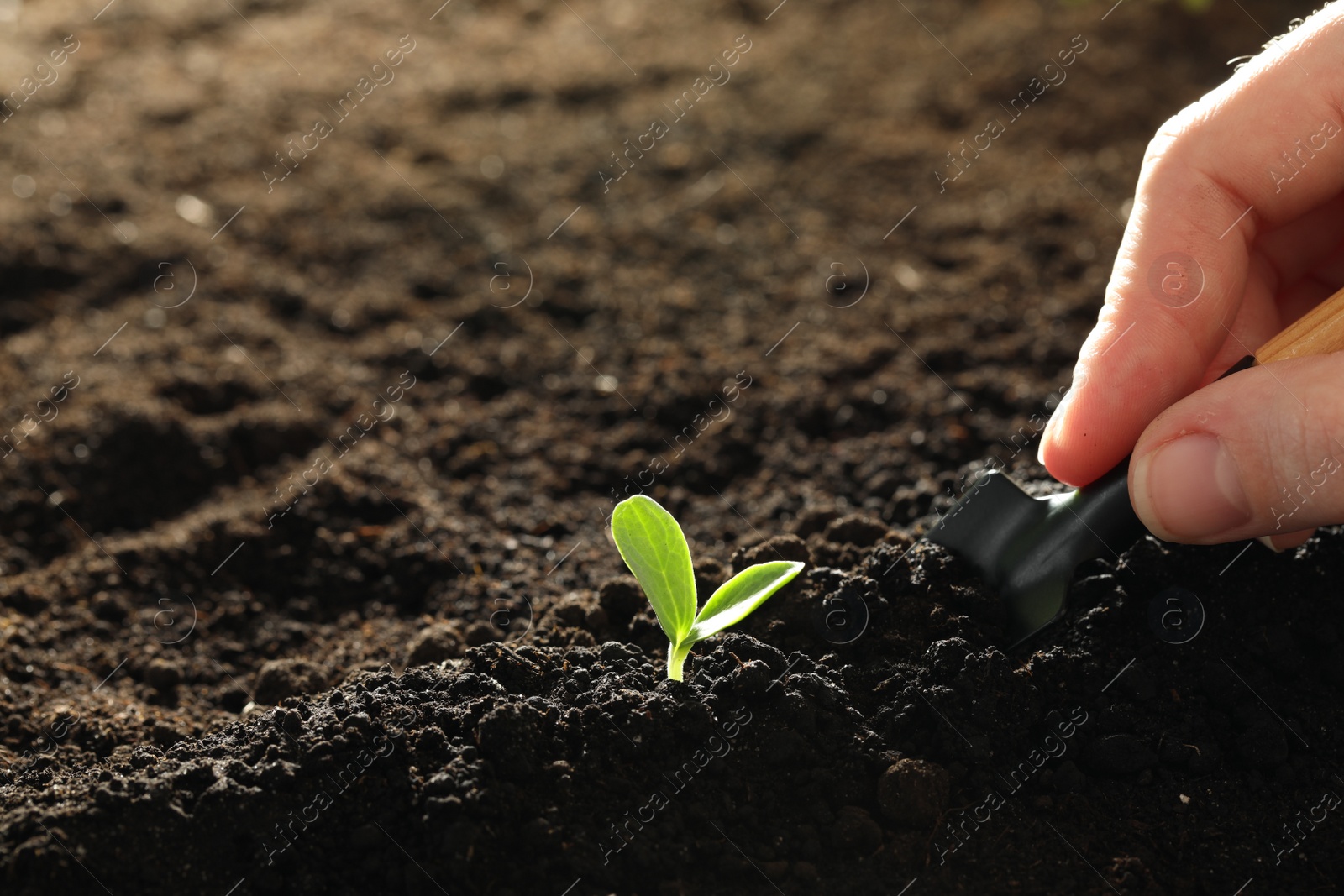 Photo of Woman taking care of young vegetable seedling outdoors, closeup. Space for text