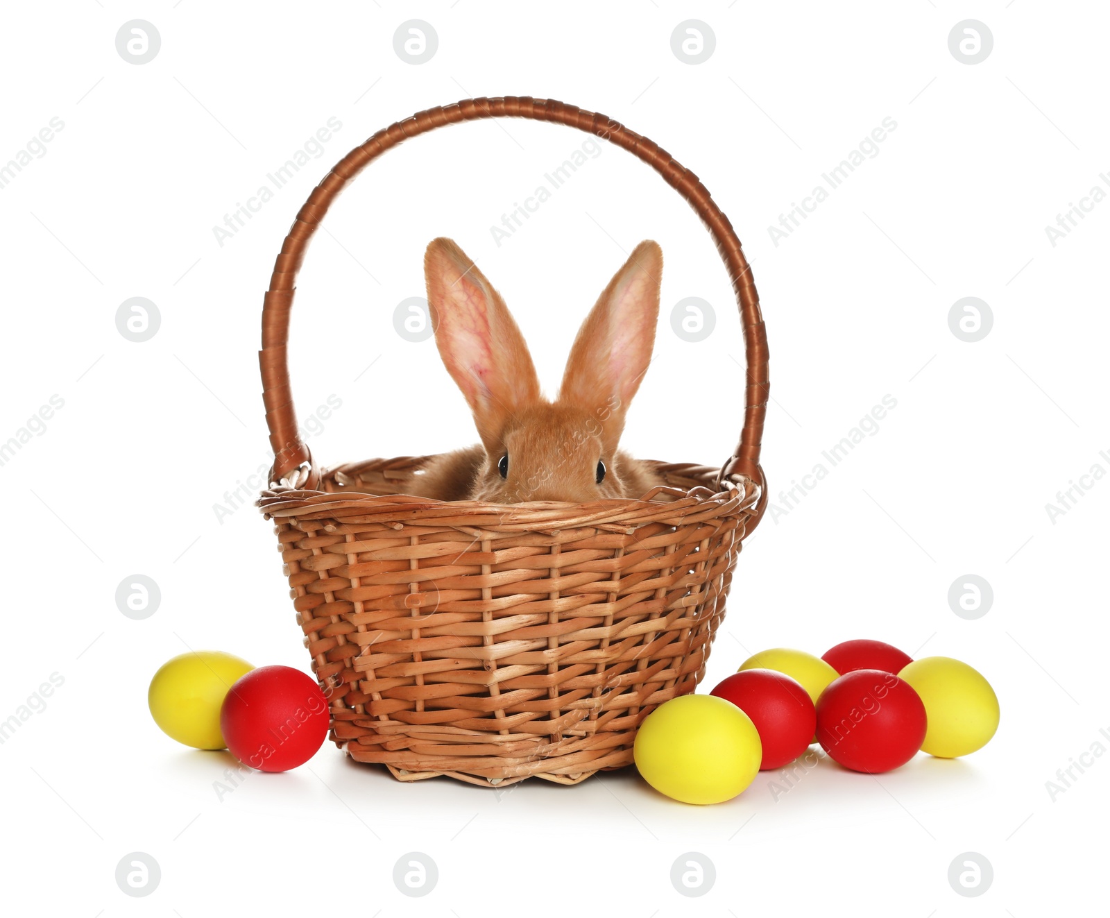 Photo of Adorable furry Easter bunny in wicker basket and dyed eggs on white background