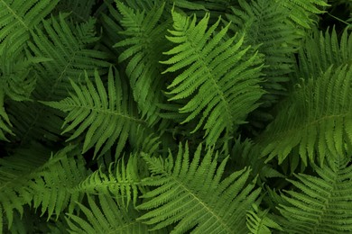 Beautiful fern with lush green leaves growing outdoors