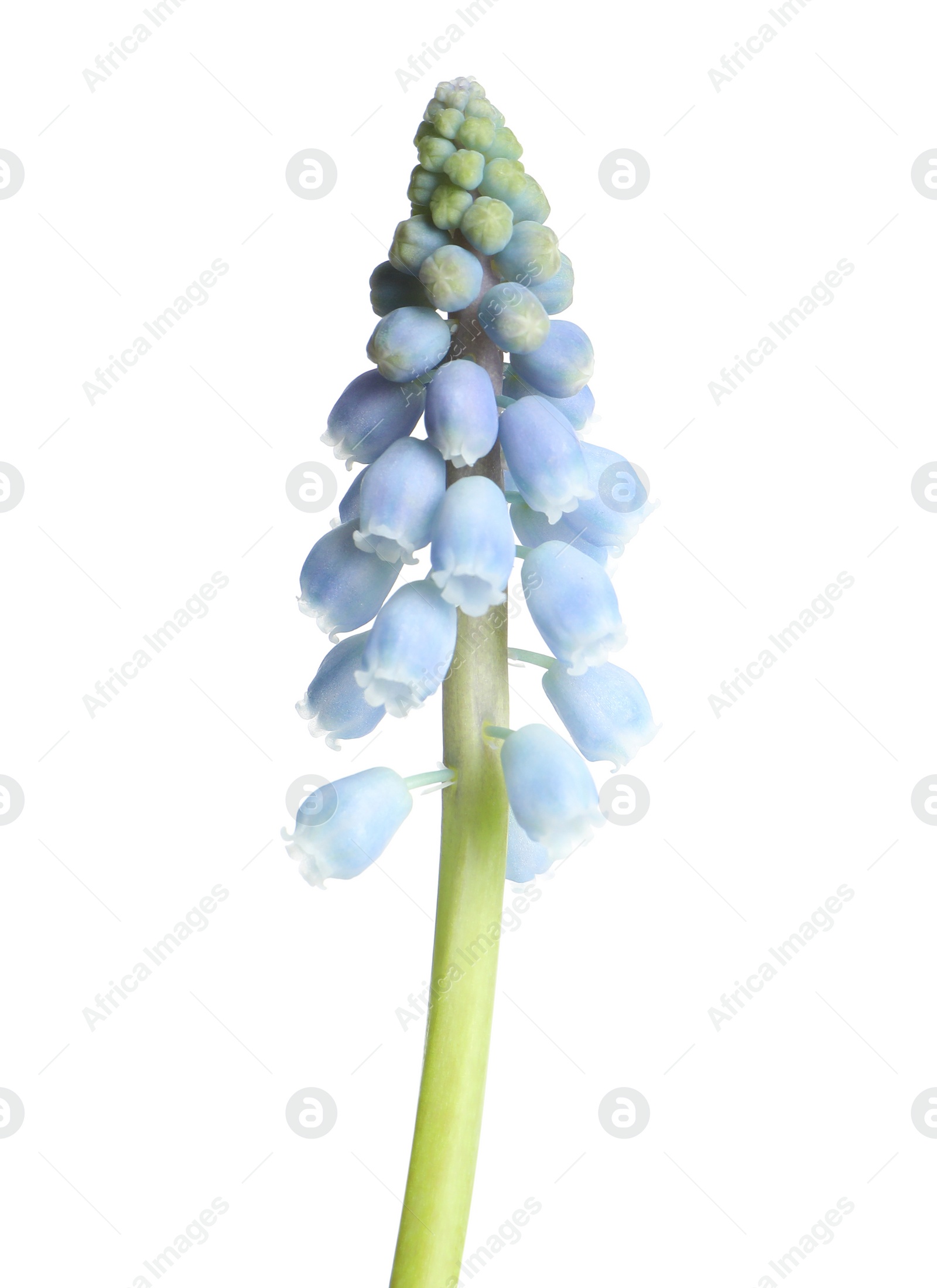 Photo of Beautiful spring muscari flower on white background