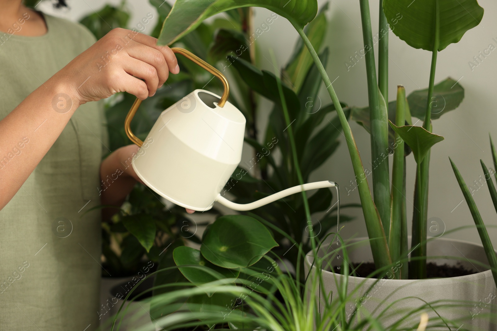 Photo of Woman watering beautiful potted houseplant, closeup view