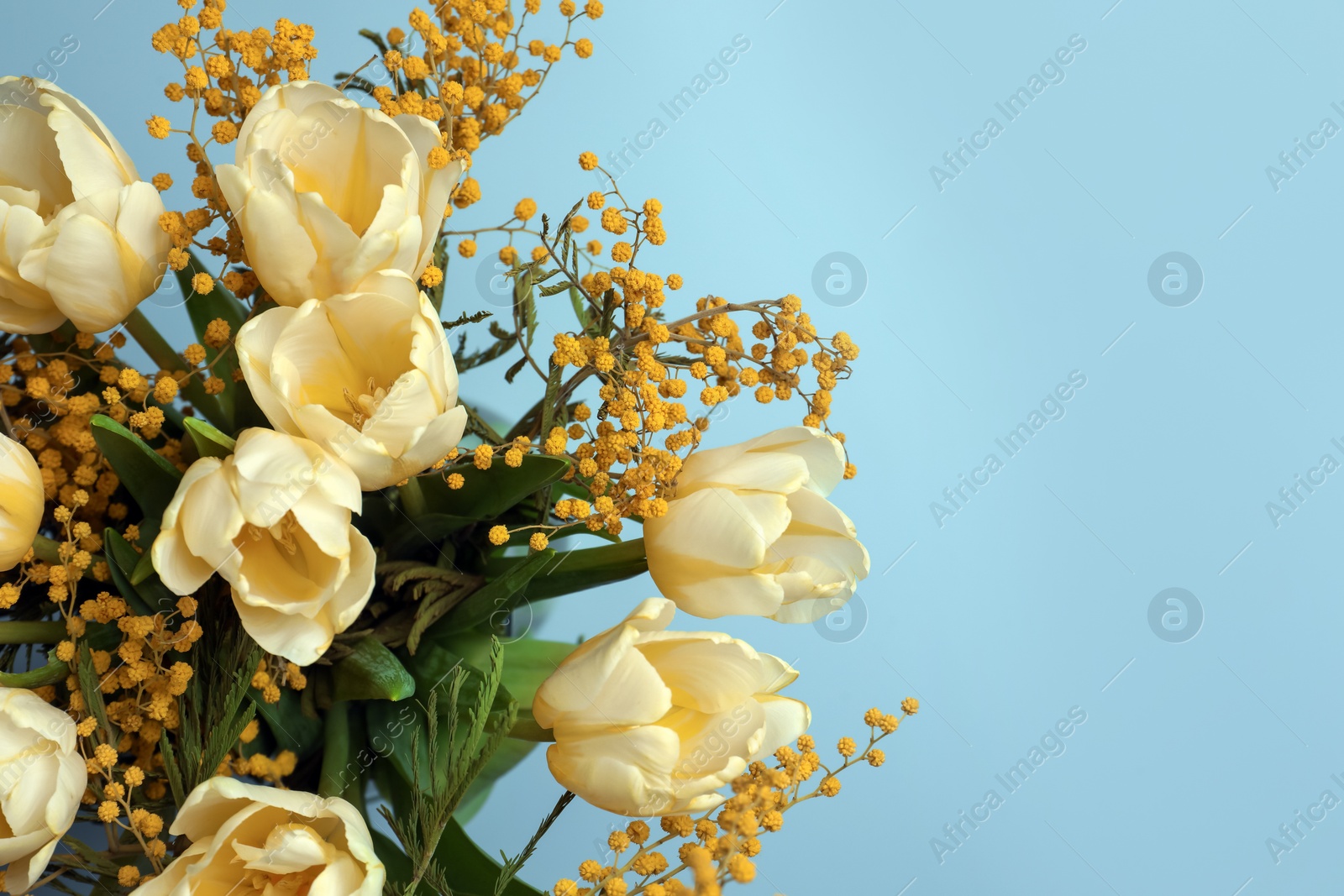 Photo of Bouquet with beautiful tulips and mimosa flowers on light grey background, top view. Space for text