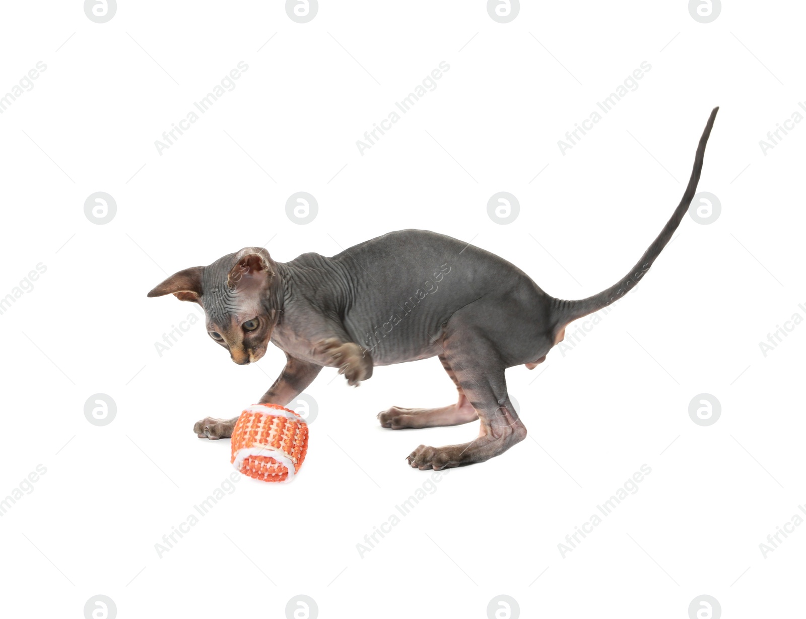 Photo of Adorable Sphynx kitten playing with toy on white background. Baby animal