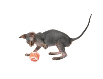 Photo of Adorable Sphynx kitten playing with toy on white background. Baby animal