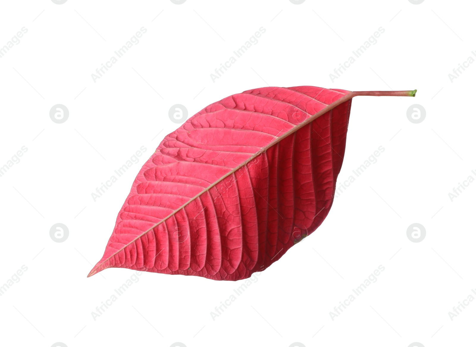 Photo of Leaf of tropical poinsettia plant isolated on white