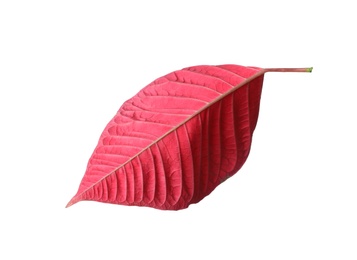 Photo of Leaf of tropical poinsettia plant isolated on white