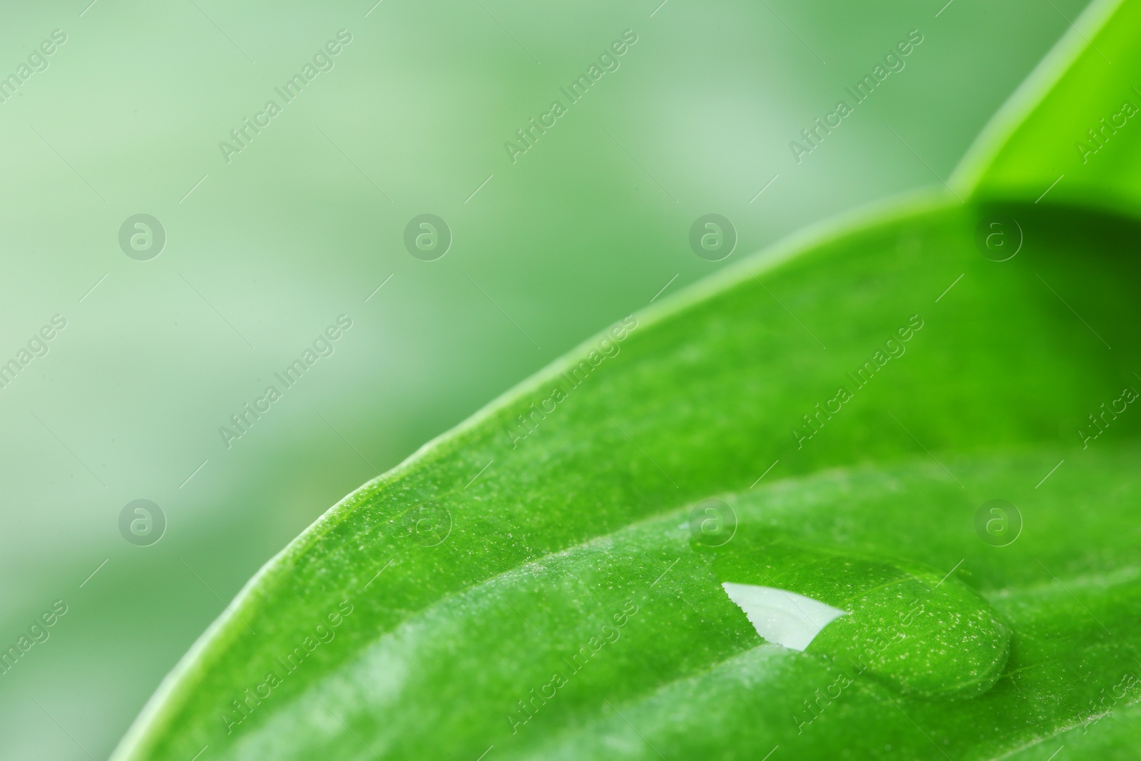 Photo of View of water drop on green leaf, closeup