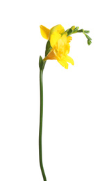 Photo of Beautiful yellow freesia flower isolated on white