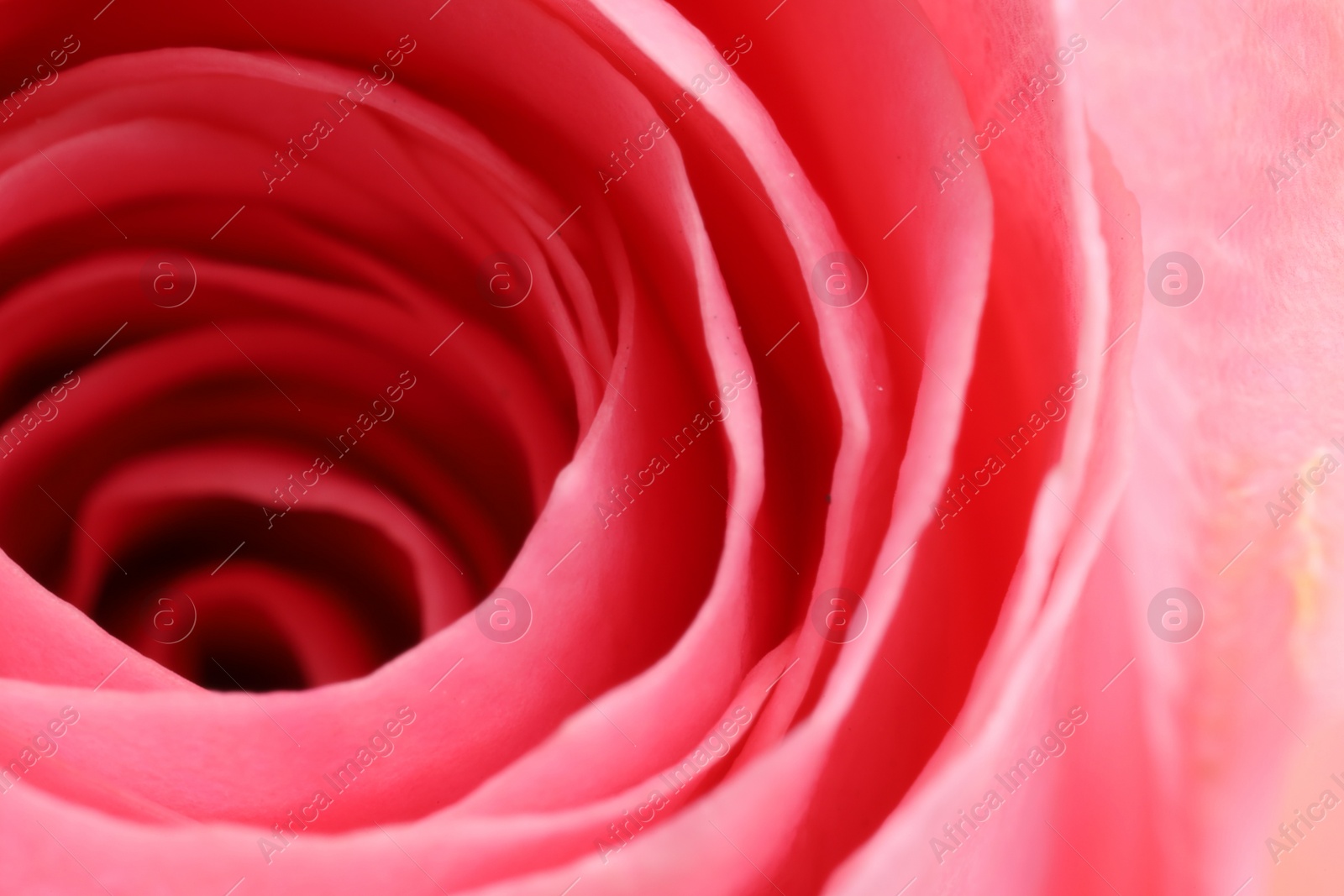 Photo of Beautiful rose flower with pink petals as background, macro view