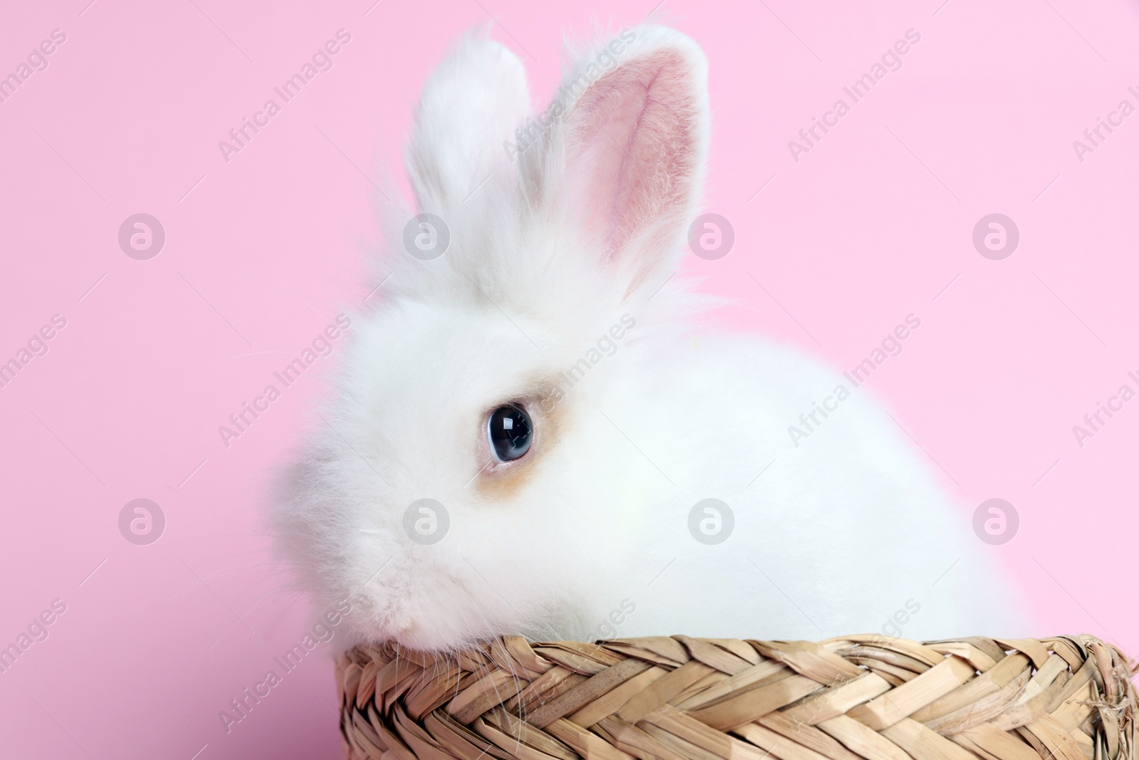 Photo of Fluffy white rabbit in wicker basket on pink background. Cute pet