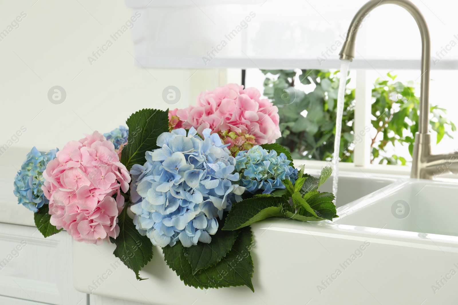 Photo of Beautiful light blue and pink hortensia flowers in kitchen sink