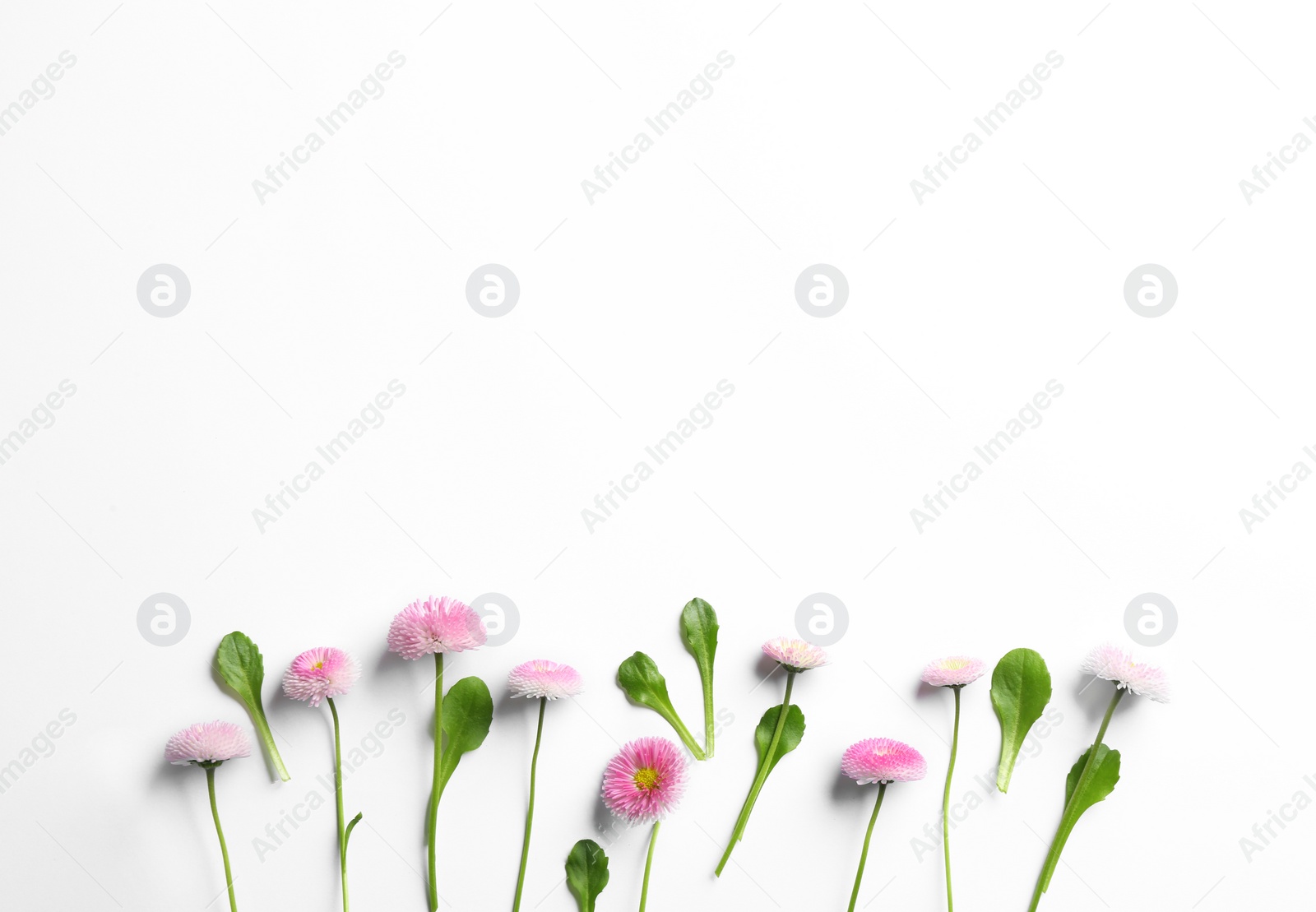 Photo of Flat lay composition with blooming daisies and space for text on white background. Spring flowers