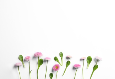 Flat lay composition with blooming daisies and space for text on white background. Spring flowers