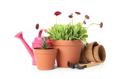 Photo of Potted blooming flowers and gardening equipment on white background